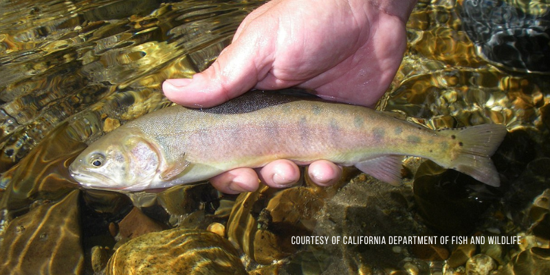 A Kaleidoscope Of Colors Exploring Subspecies Of Cutthroat Trout In