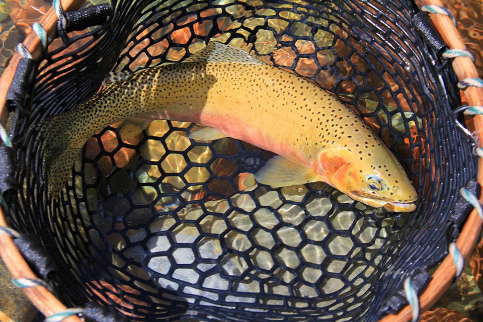Fly Fishing for Westslope Cutthroat Trout in The Great Bear Wilderness, Montana