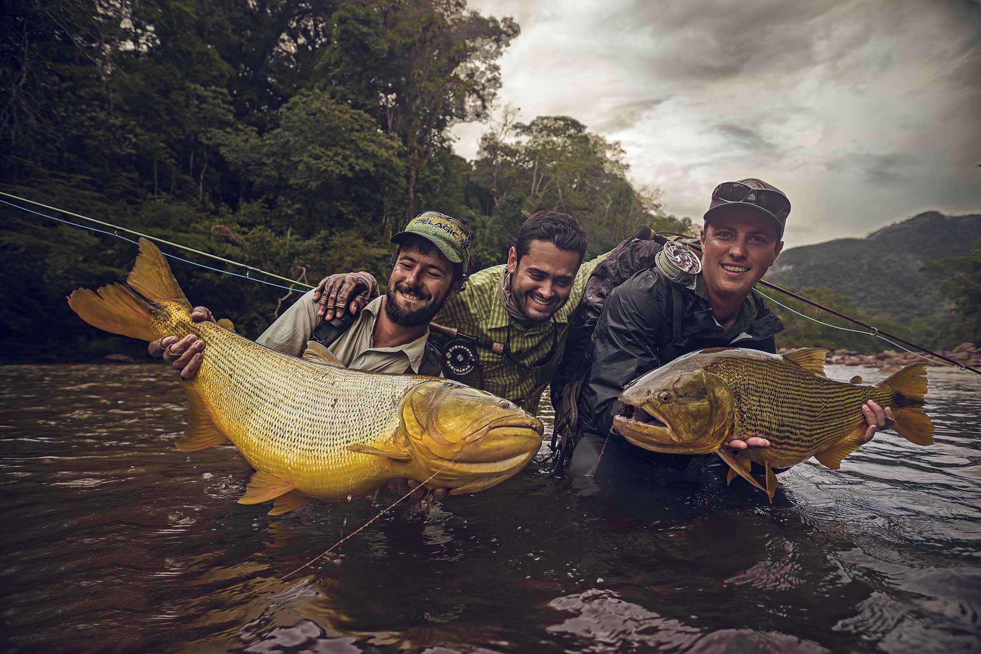 Golden Dorado are the primary target species you will be going after but you will also encounter these species as well on your trip into the Jungle. Muturo (a.k.a. Jau)), Pacu or Pirapitinga, Sabalo Surubi or Striped Catfish, Tabarana- The Silver Dorado, Yatorana