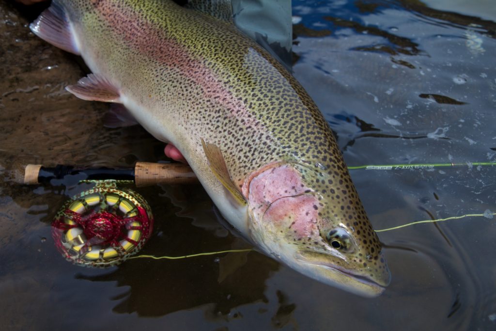 What Is The Difference Between Rainbow Trout And Steelhead Trout? - Got ...