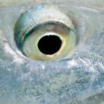 bonefish eye