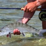 The author lands and releases a 3 pound Ascension Bay bonefish.