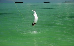 The author hooks into a high flying tarpon in Ascension Bay.