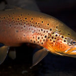 The main watersheds are the Simpson and Paloma Rivers, both famous for the finest dry fly fishing in Chile.