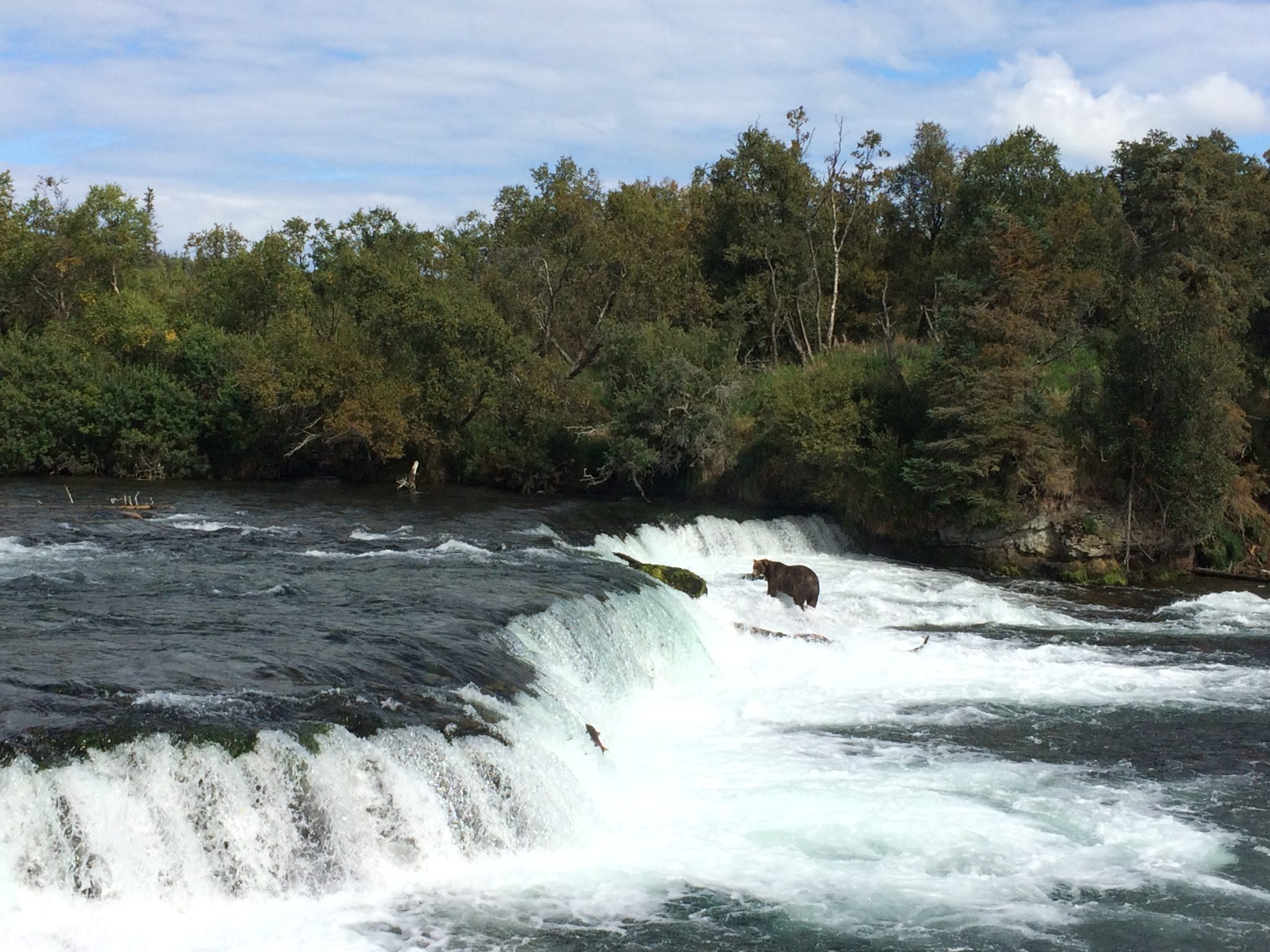 Brown bear fishing for salmon at a waterfall