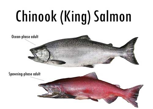 salmon spawner