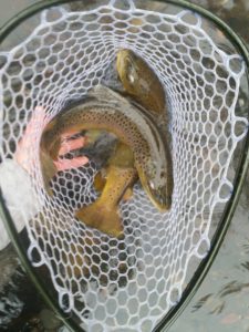 There is a variety of species to fish in the western US.
