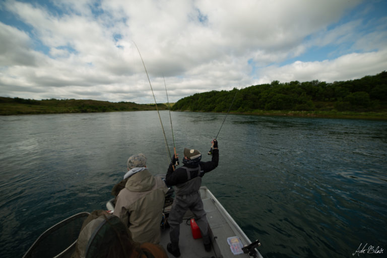 King Salmon Lodge Alaska Got Fishing