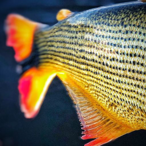 A closeup of a Golden Dorado fish.