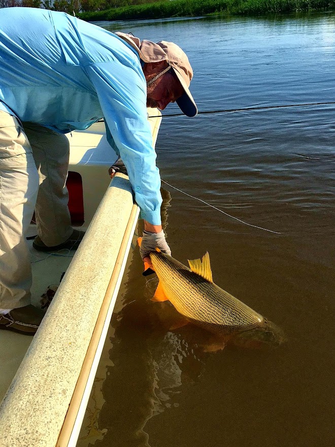 A fisherman releases a Golden Dorado back into the Paraná River system in Argentina.