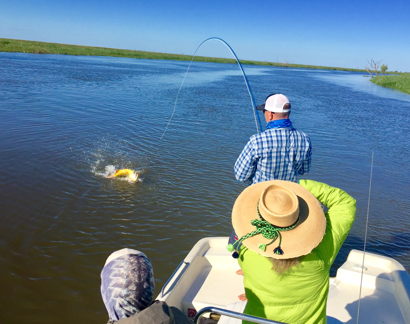 An angler reels in a Golden Dorado on the Paraná River system in Argentina.