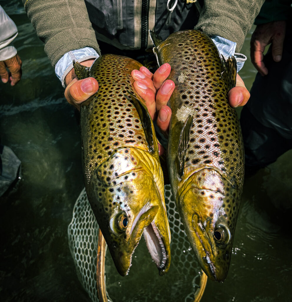 The Thrill of Catching Brown Trout in Montana: A Must-Experience