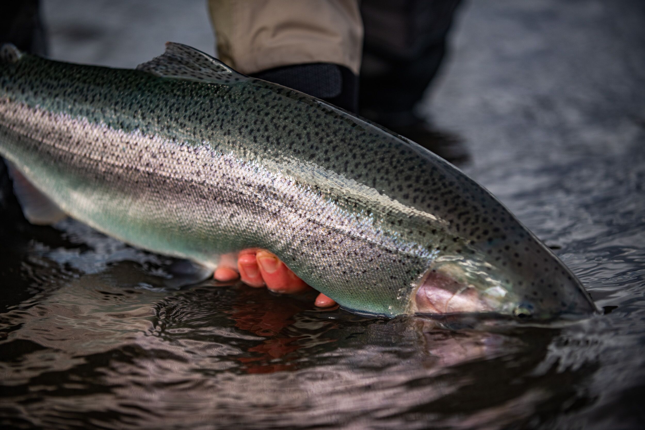 Jurassic Lake Rainbow Trout: The Science Behind Their Gigantic Size - Got  Fishing