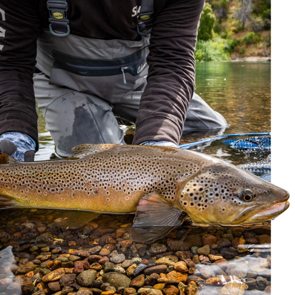 A Guide to Brook & Brown Trout Fishing in Patagonia - Got Fishing
