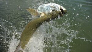 tarpon jumping out of the water