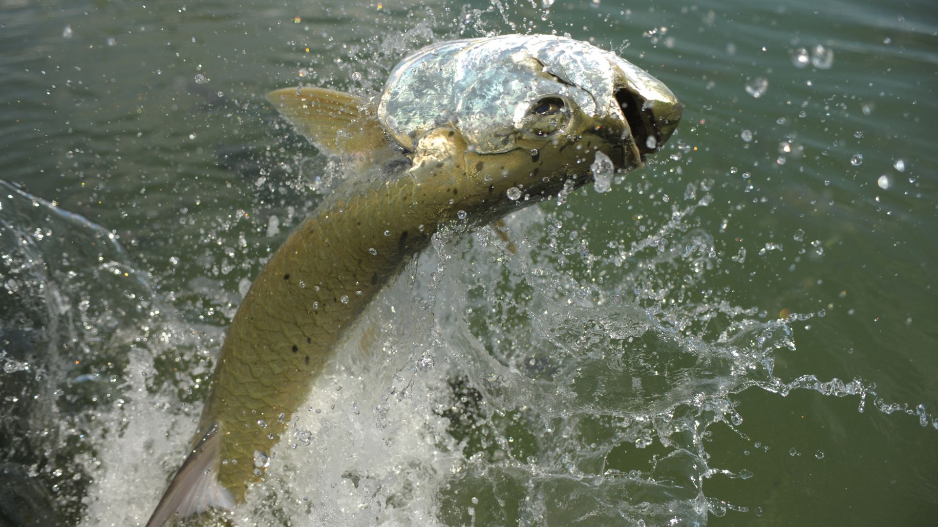 tarpon jumping out of the water