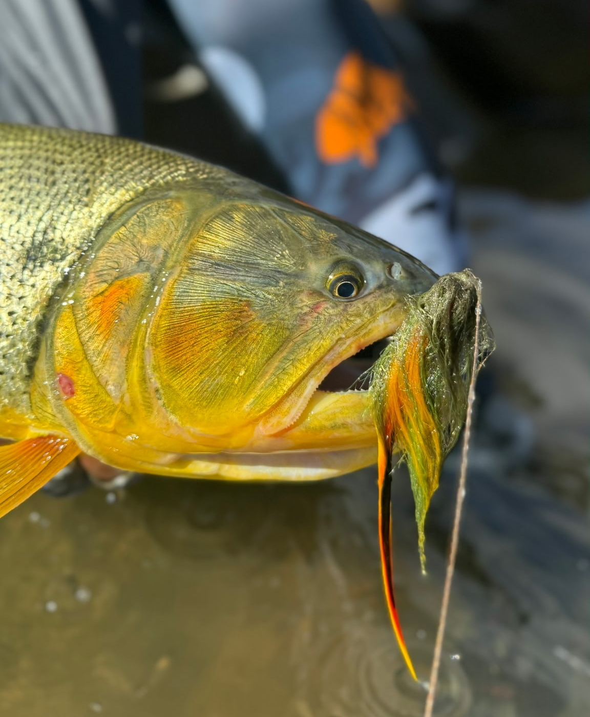 golden dorado with a streamer in the Bolivian Amazon