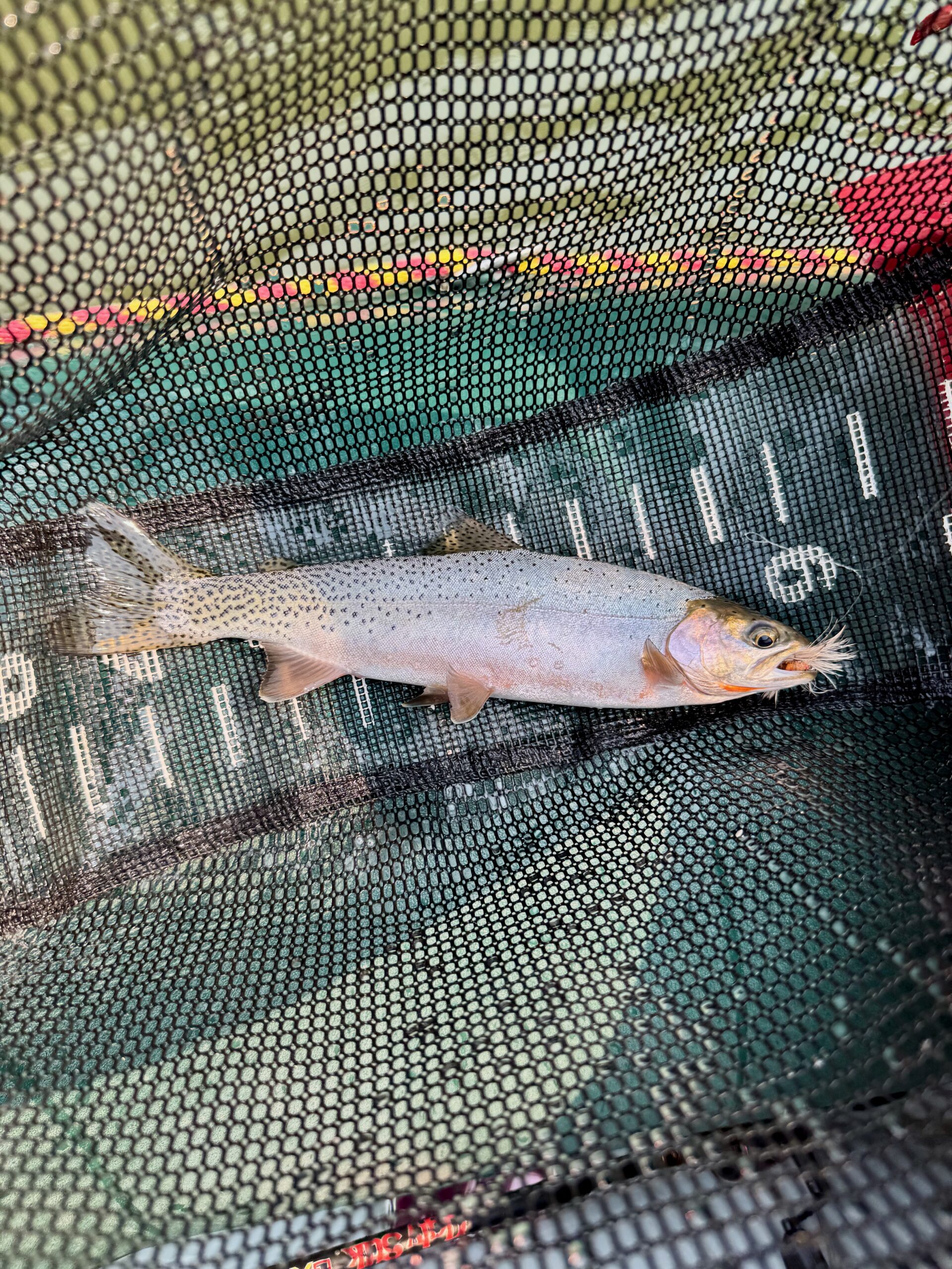 westslope cutthroat in a net